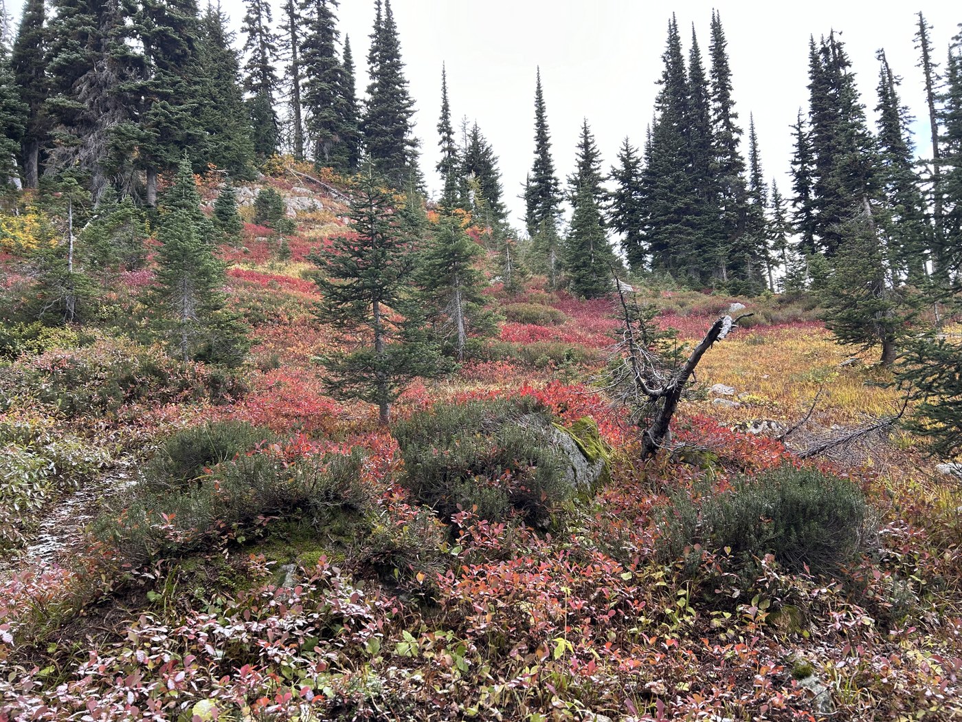 The Meadows were on fire with color, even though it was cloudy