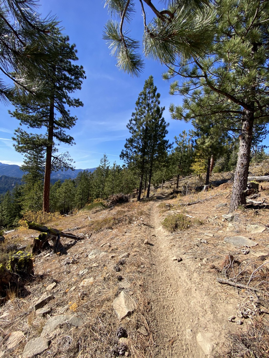 Trail looking north