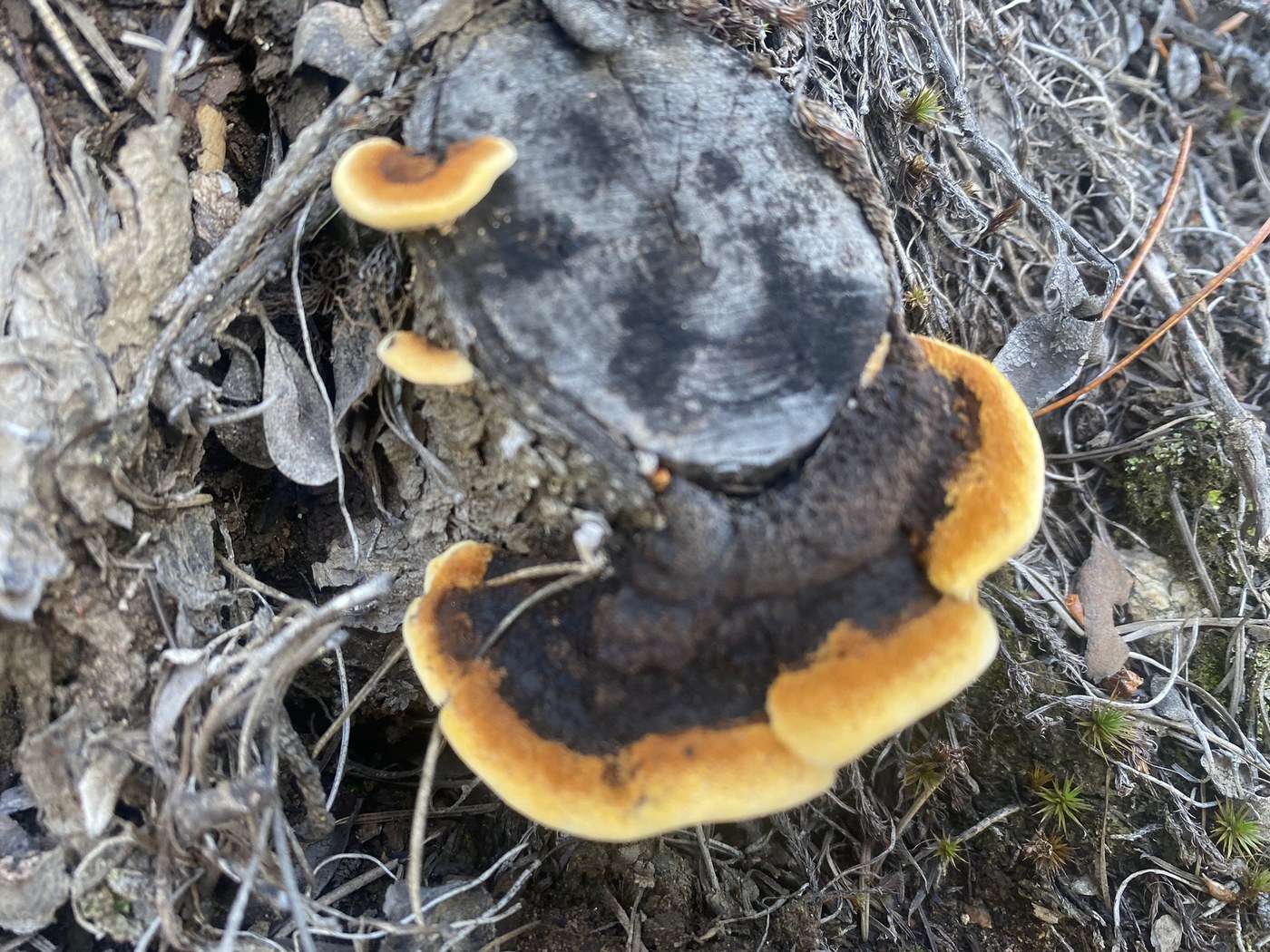 Many Mushrooms