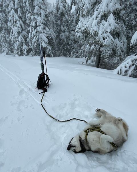 I took a short break at Nova Hut and Jasper frolicked in the snow!