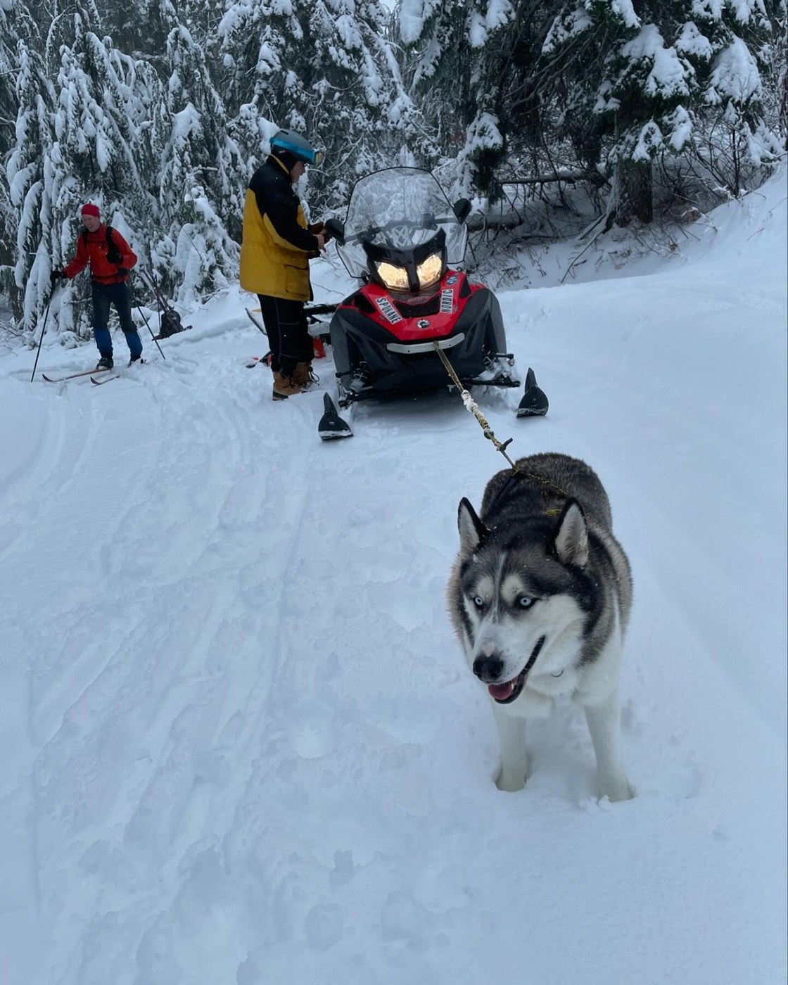 Jasper totally helped pull that sled free!