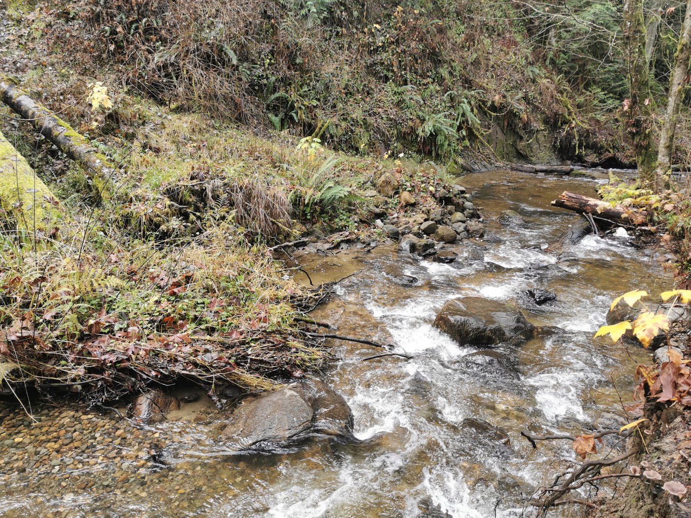 Chuckanut Creek