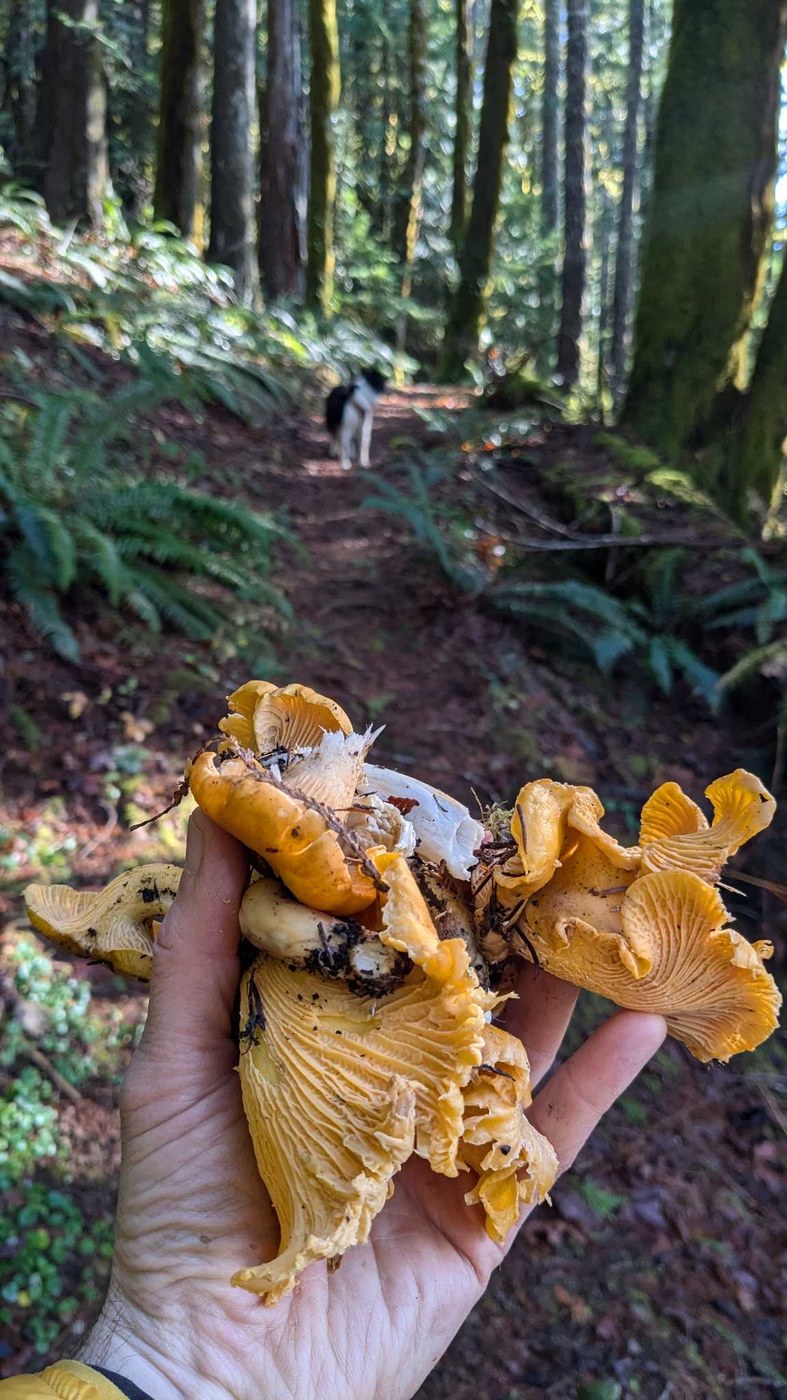 The fruits of the forest