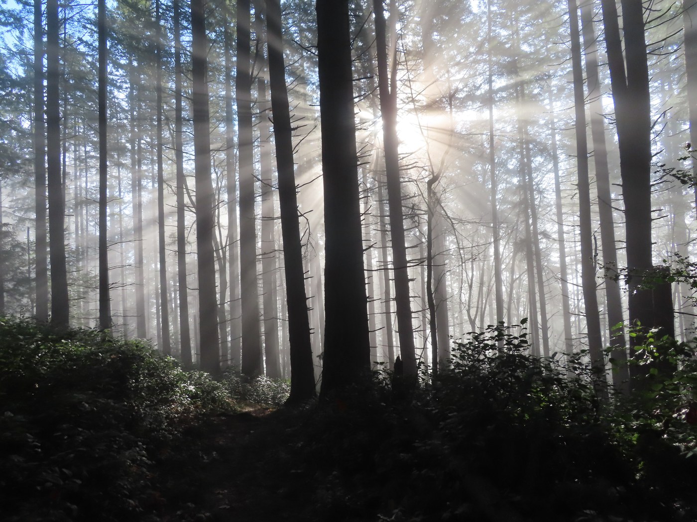 Sun's rays coming through the trees while going down the Marshall's Hill Trail.