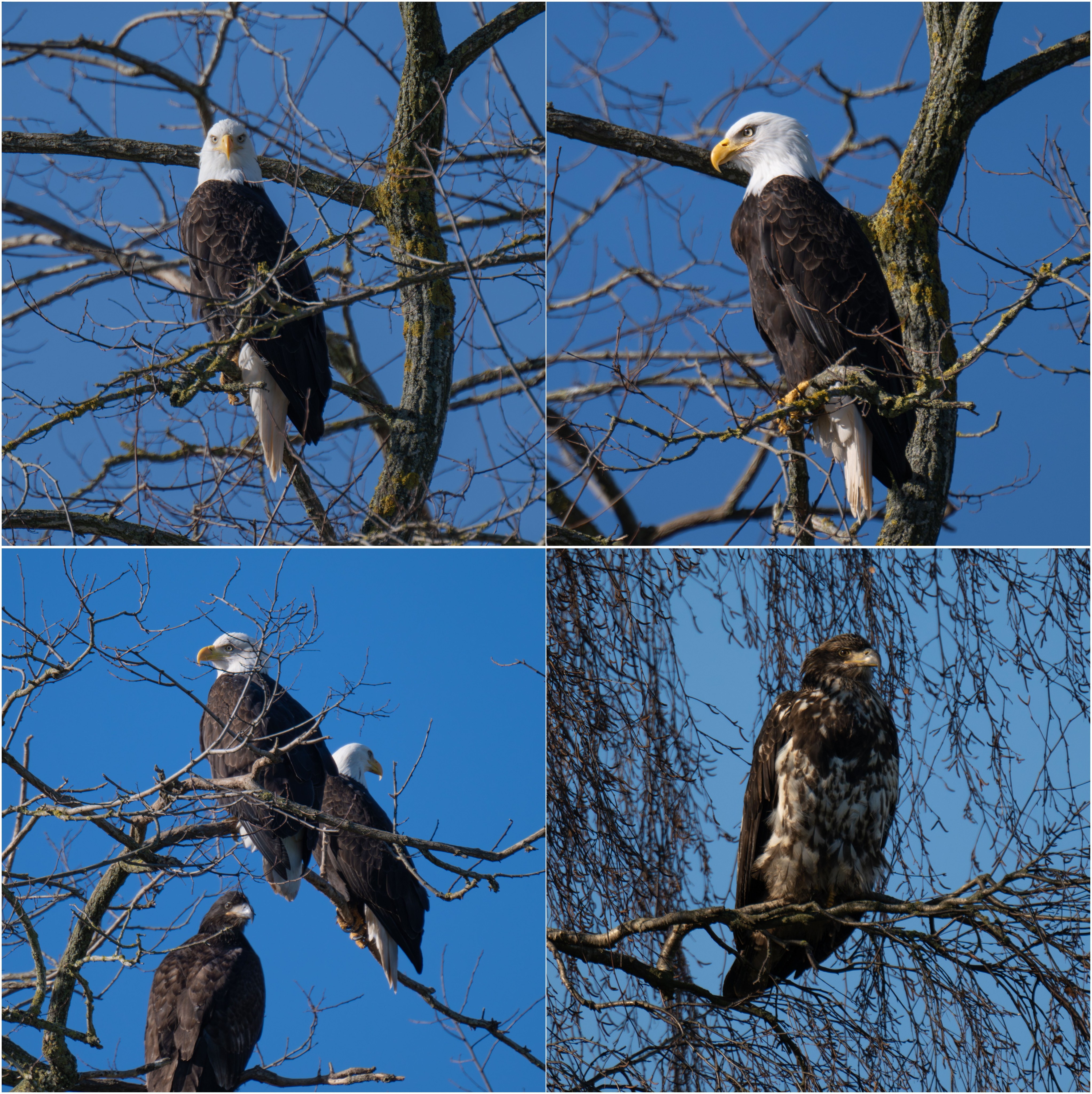Welts-Samish Restoration Site, Howard Miller Steelhead Park