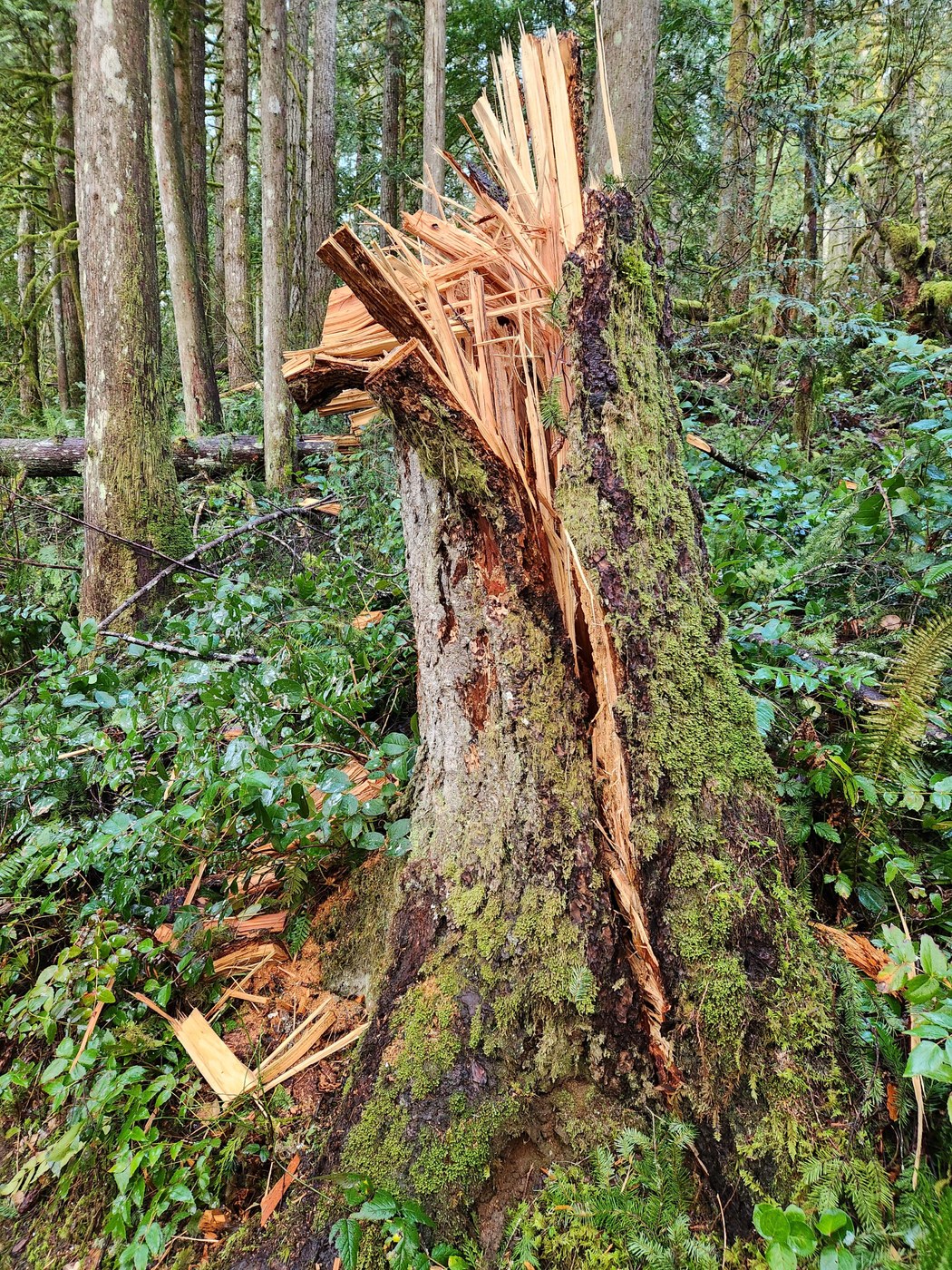 This tree was snapped off and cracked all the way down to the root.