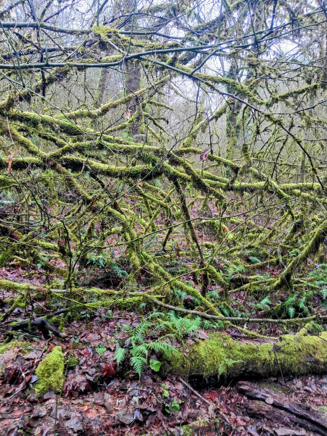 Moss and ferns keep Coal Creek Trail lush in the winter.