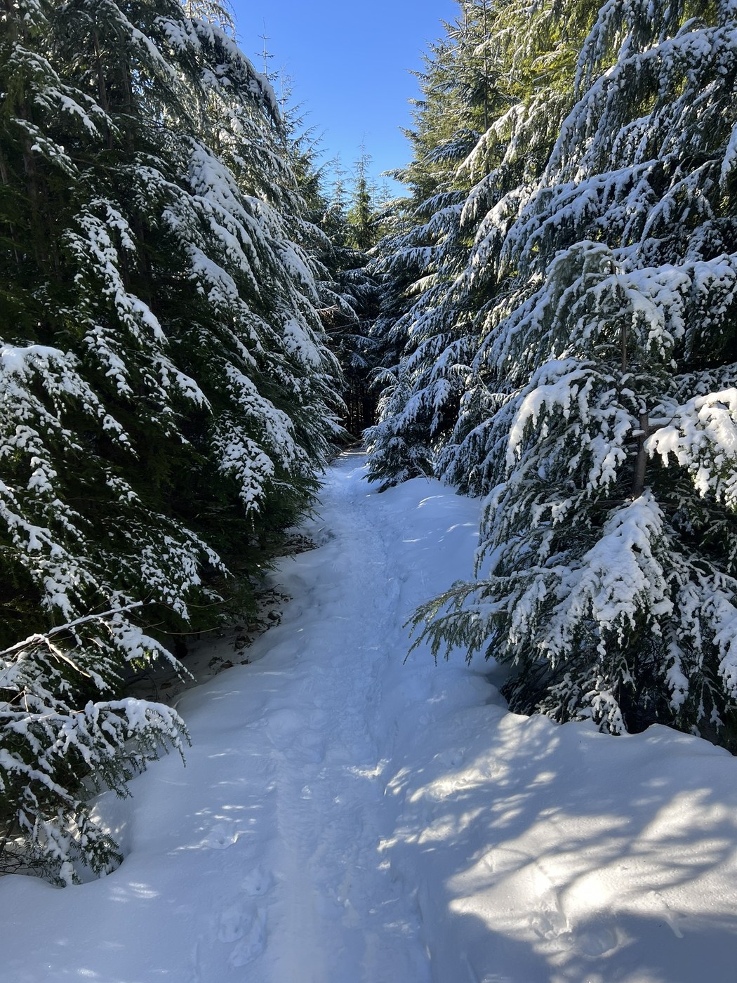 Mount Si via Mount Teneriffe Trail by WifeHusbandPuppy