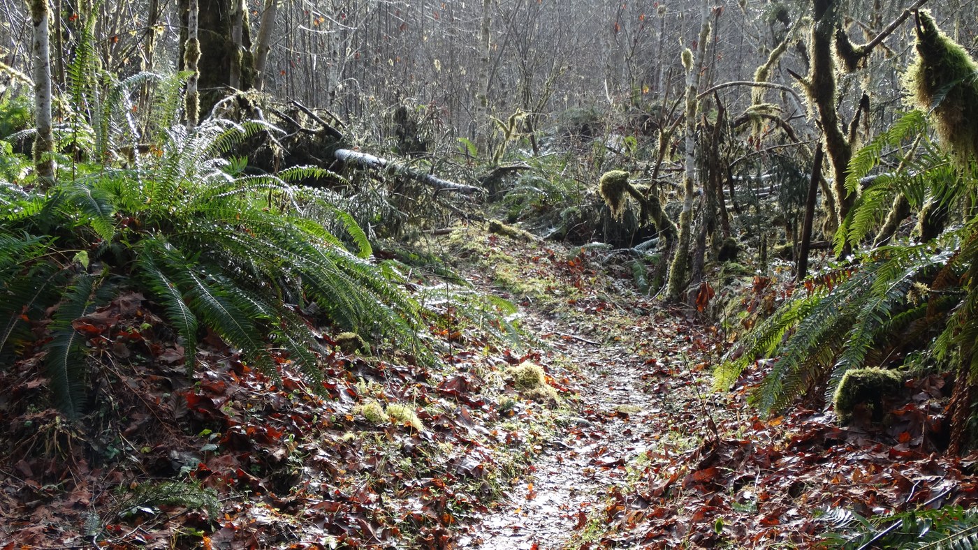 Trail obstruction - downed trees 1 of many
