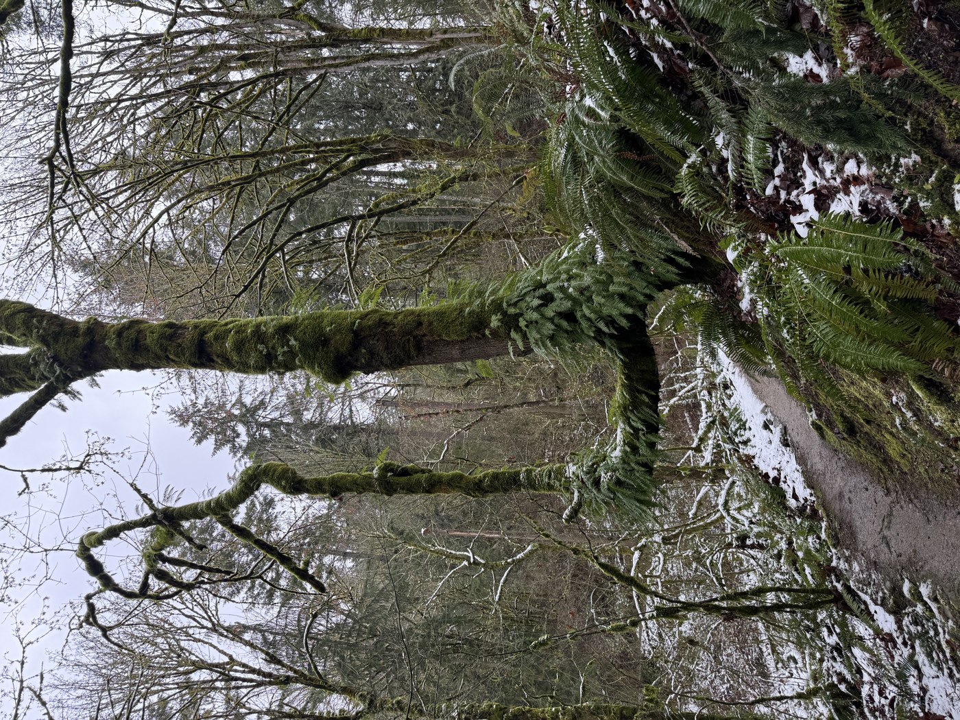 May Creek Trail / Licorice Fern Trees