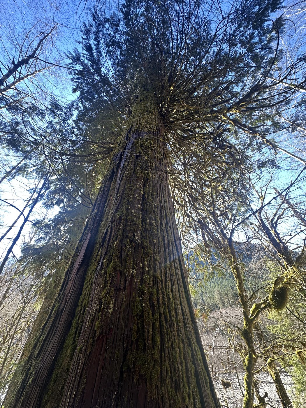 Giant old Redcedar