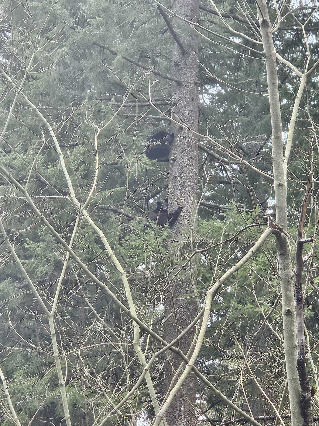 Coal Creek Trail by MamaAwal