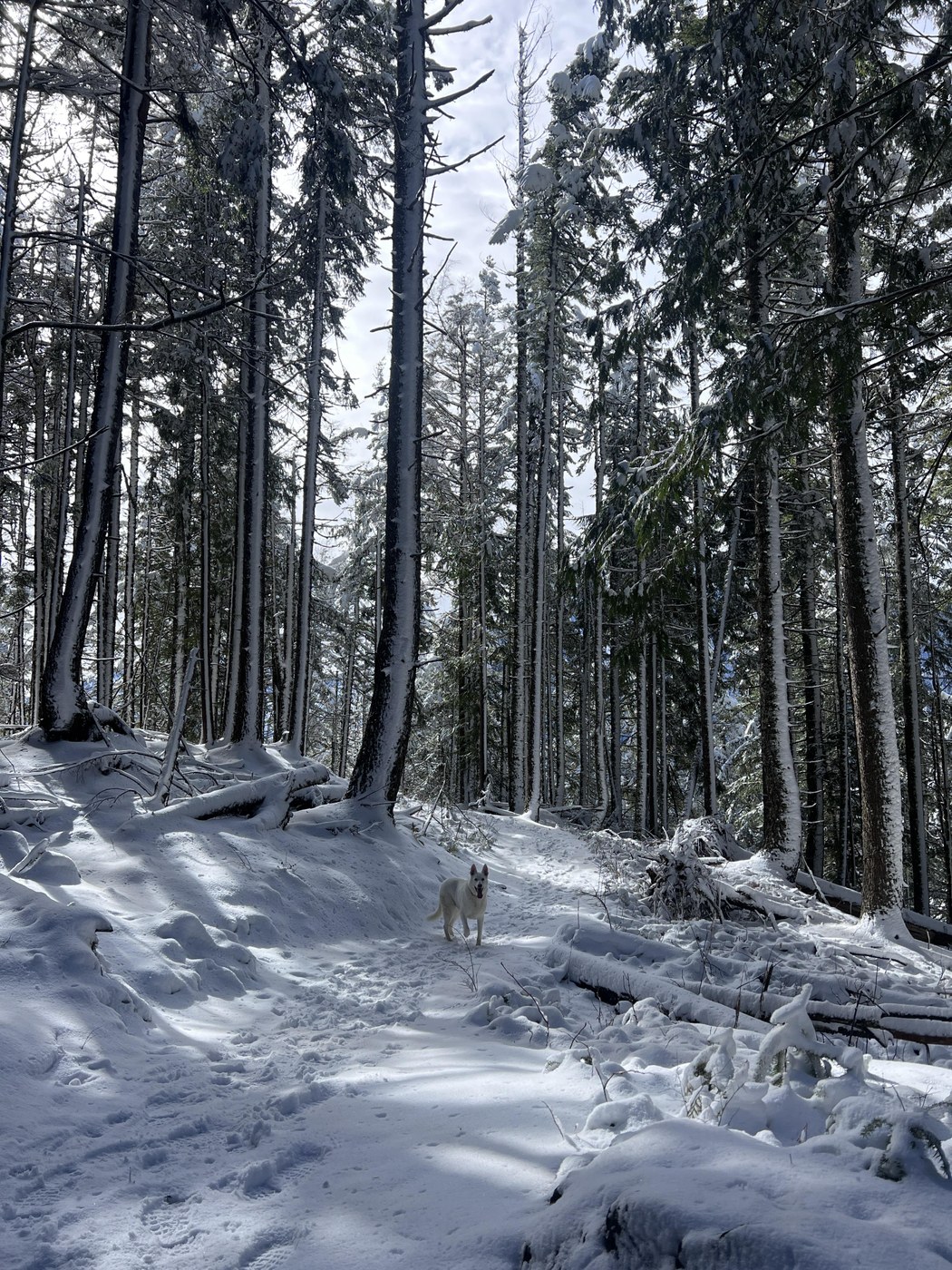 A beautiful day in the mountains