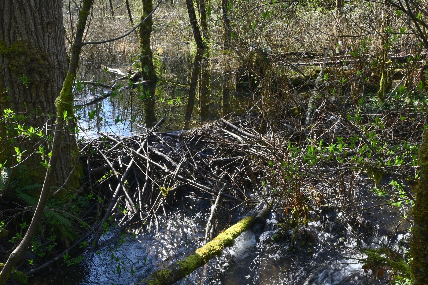 Beaver Dam
