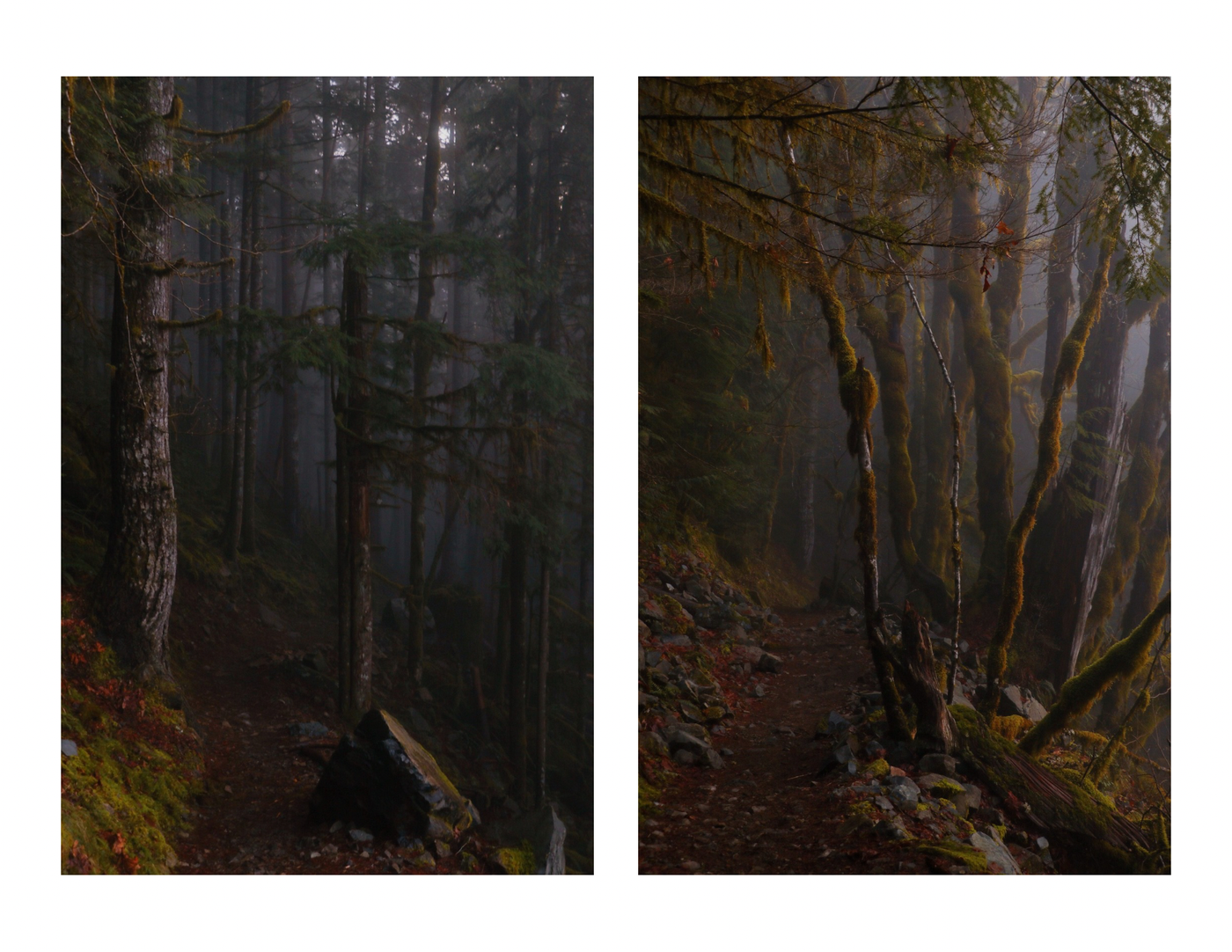 The spooky forest on the way down.