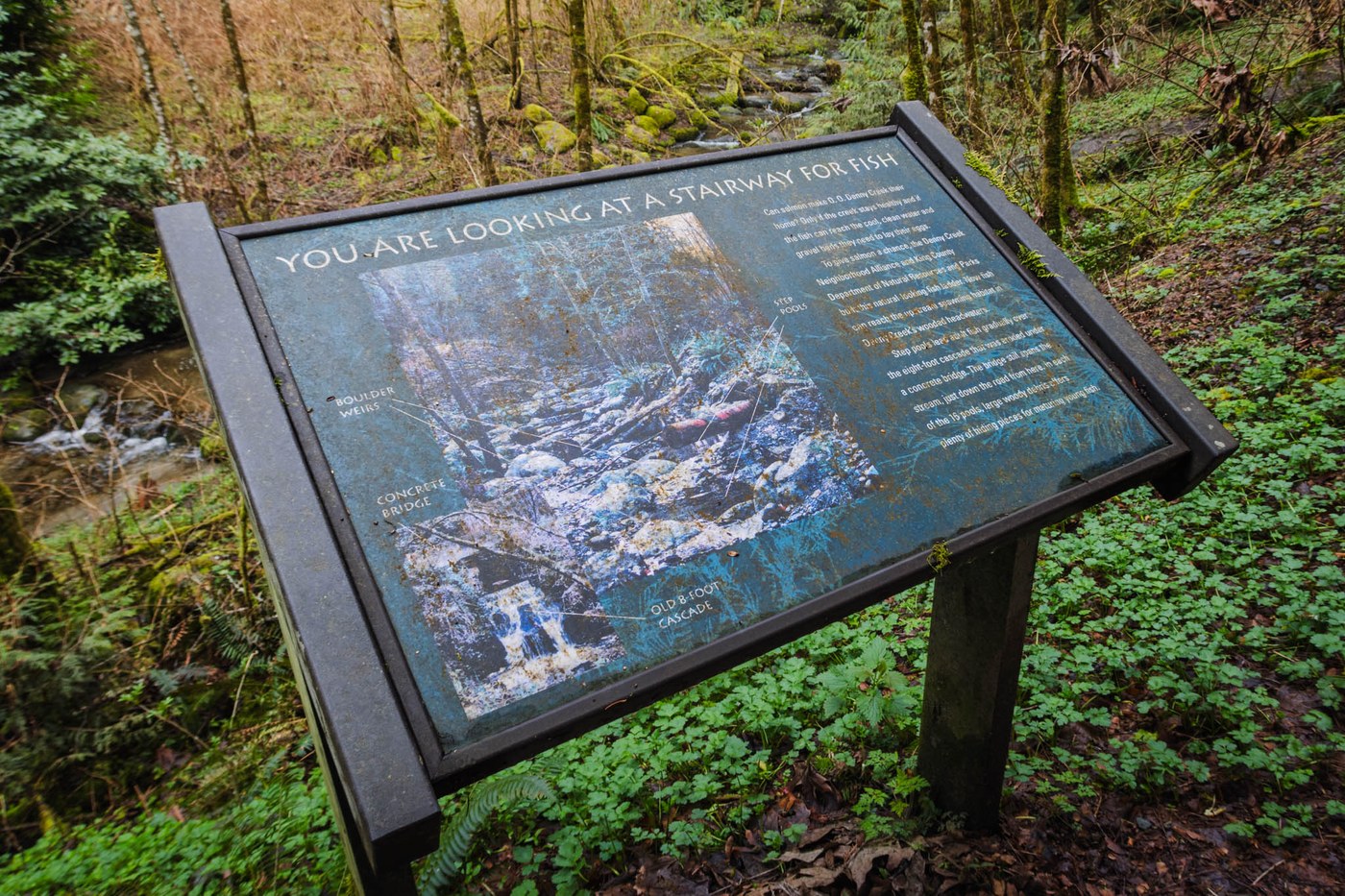 One of several interpretive signs along Denny Creek (c) onehikeaweek
