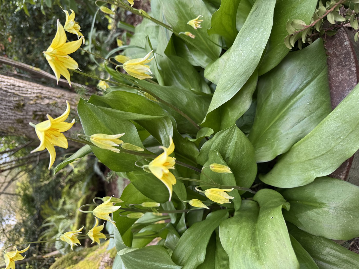 Fawn Lilies