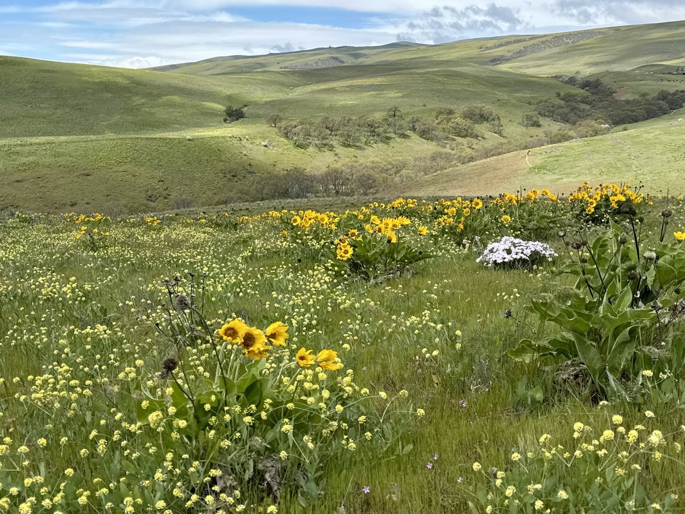 Columbia Hills State Park - Crawford Ranch Trail by butterflytrails