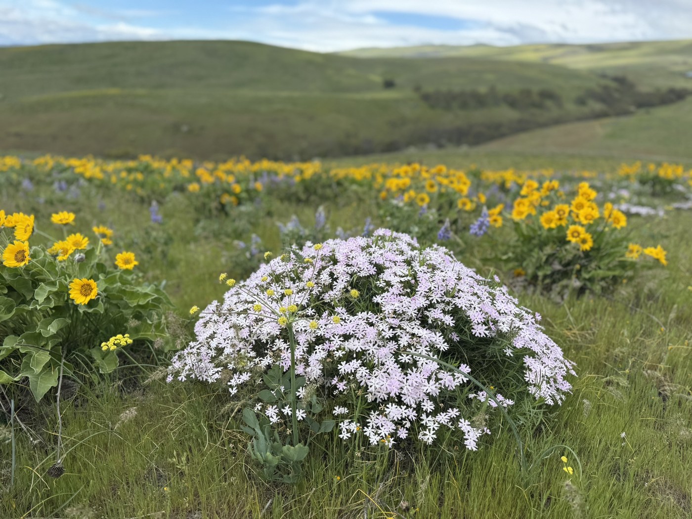 Columbia Hills State Park - Crawford Ranch Trail by butterflytrails