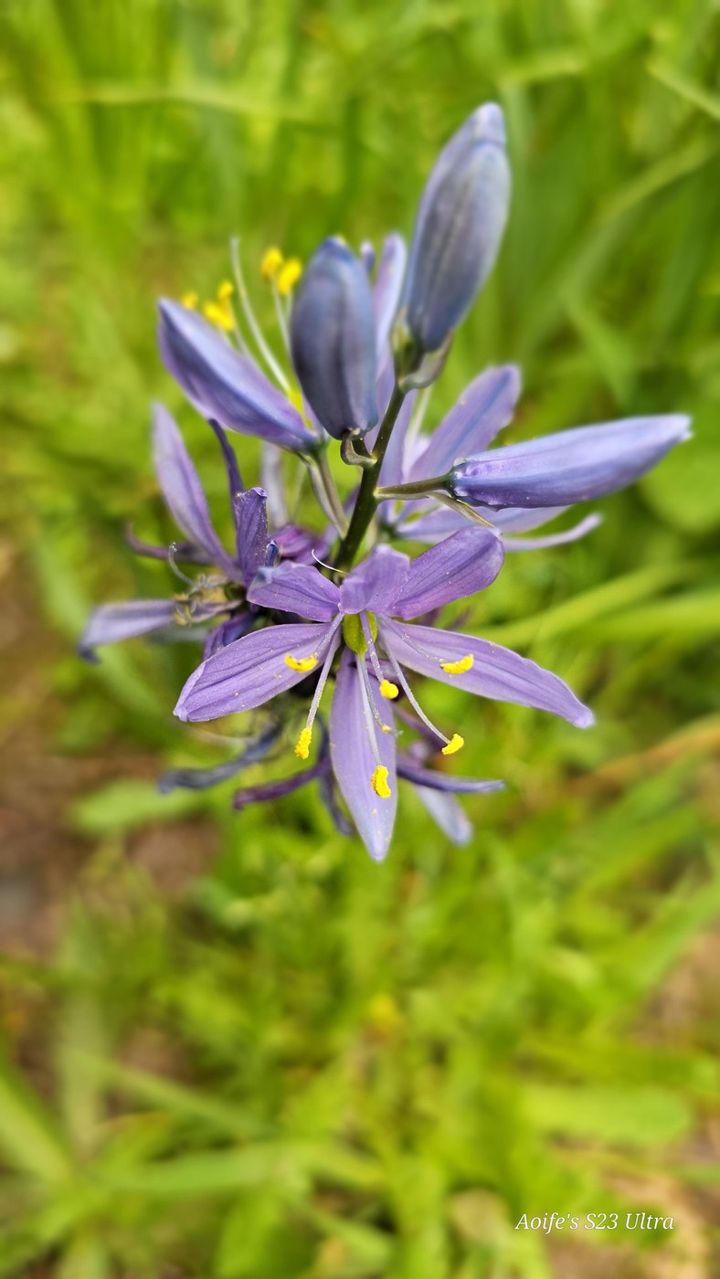 Camas lilies
