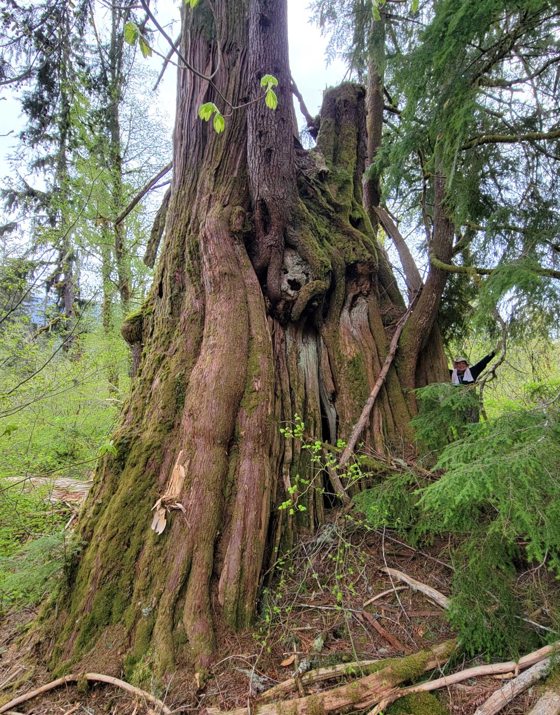 CCC Road: Lower Section — Washington Trails Association
