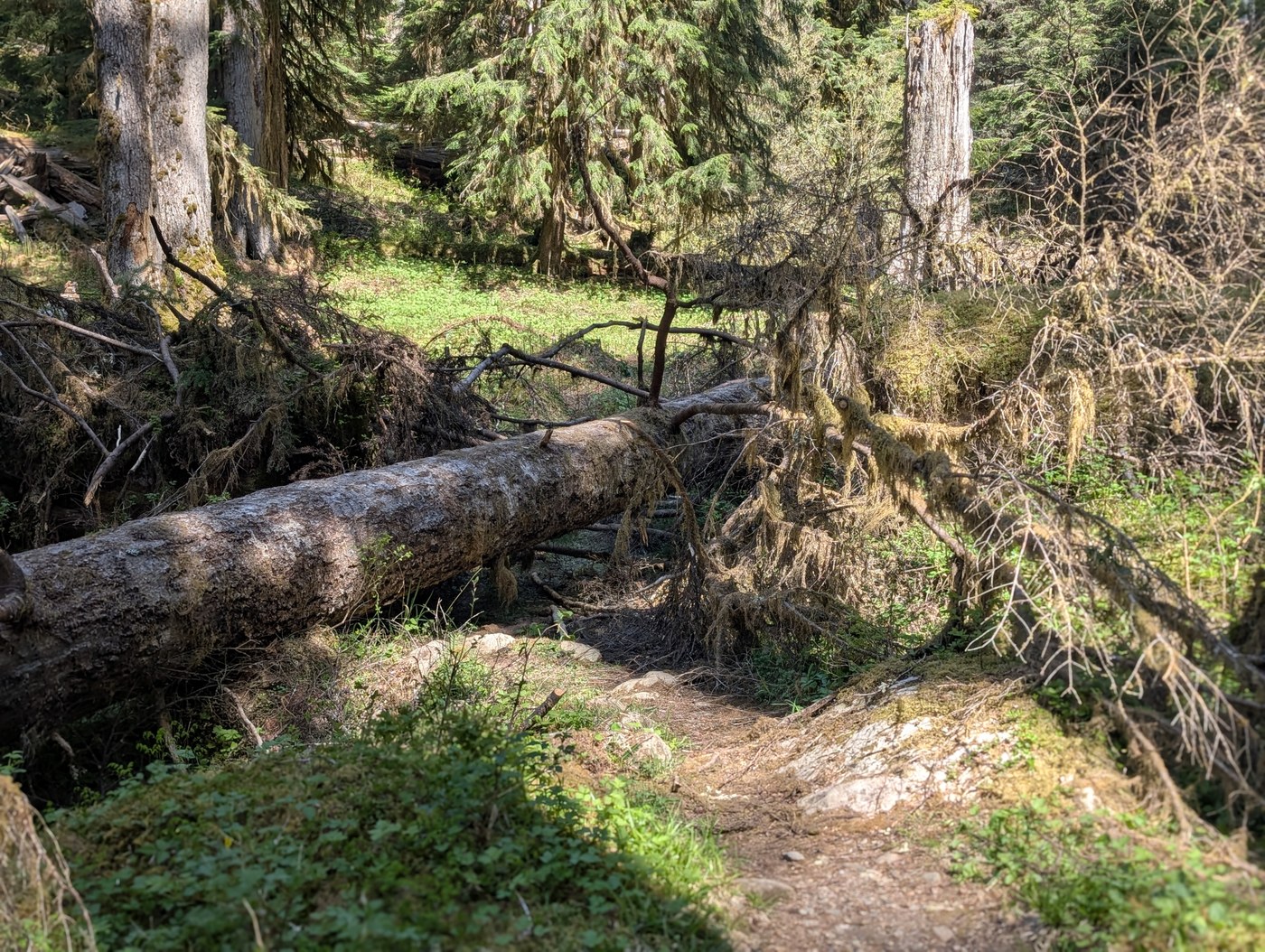 One of the blowdowns we saw