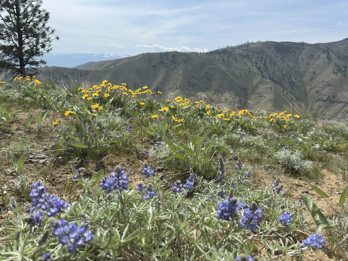 Swakane Canyon by The path before you