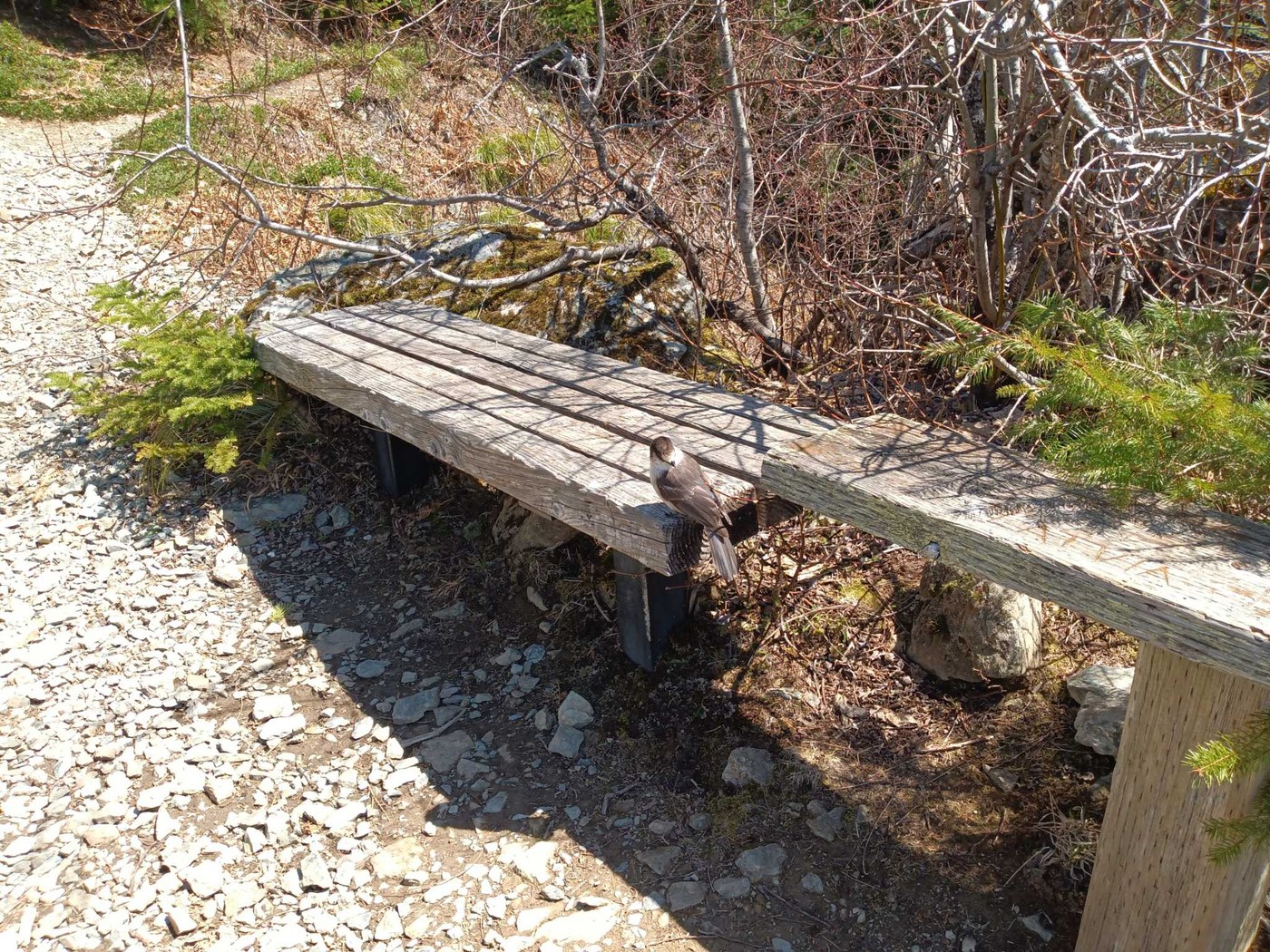 Mount Si, Mount Si via Mount Teneriffe Trail by gregthebunny