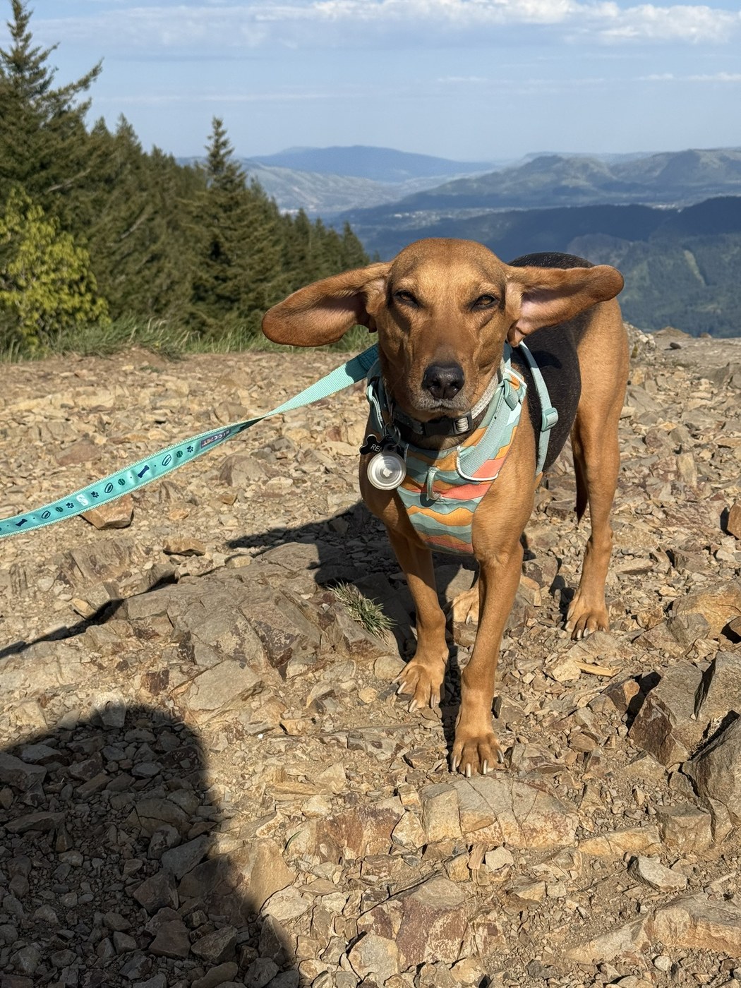 Dog Mountain by A dog named Girl