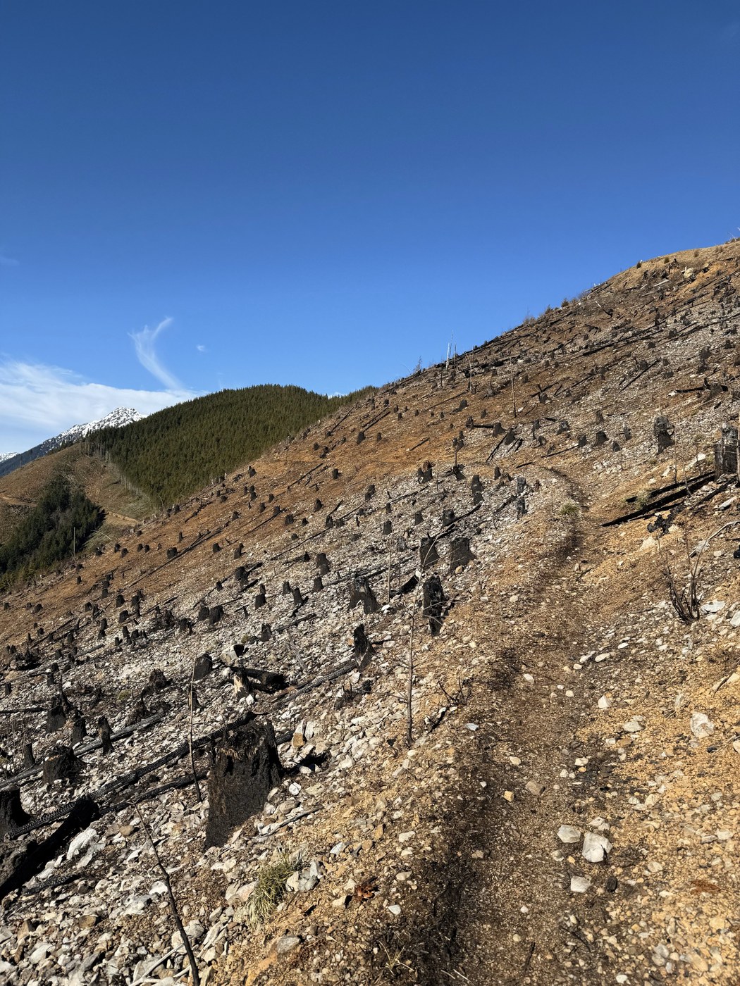 Burned logging section