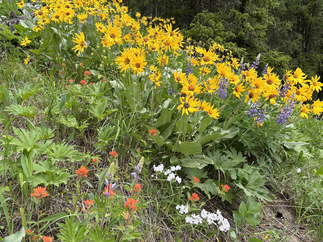 Flower smorgasbord