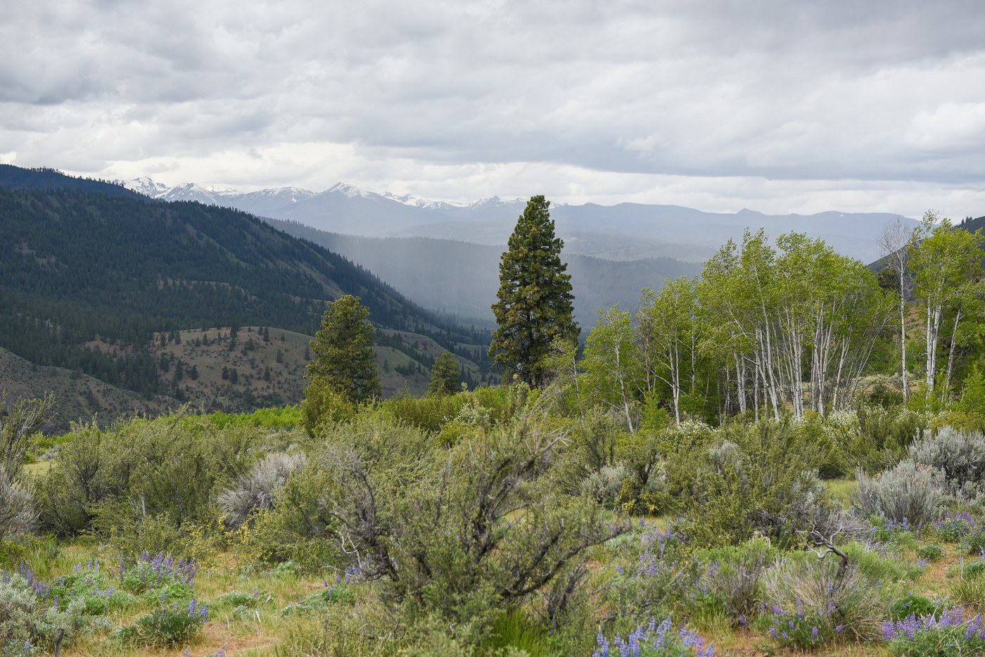 Aspens and ponderosa with mountain views