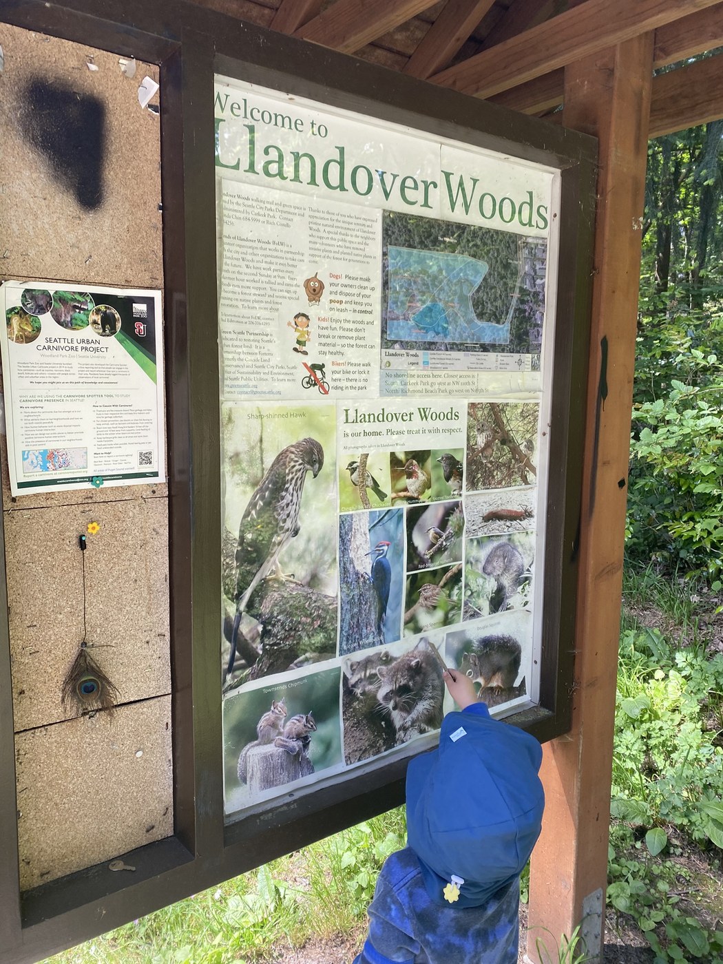 Llandover Woods Greenspace by warn9625