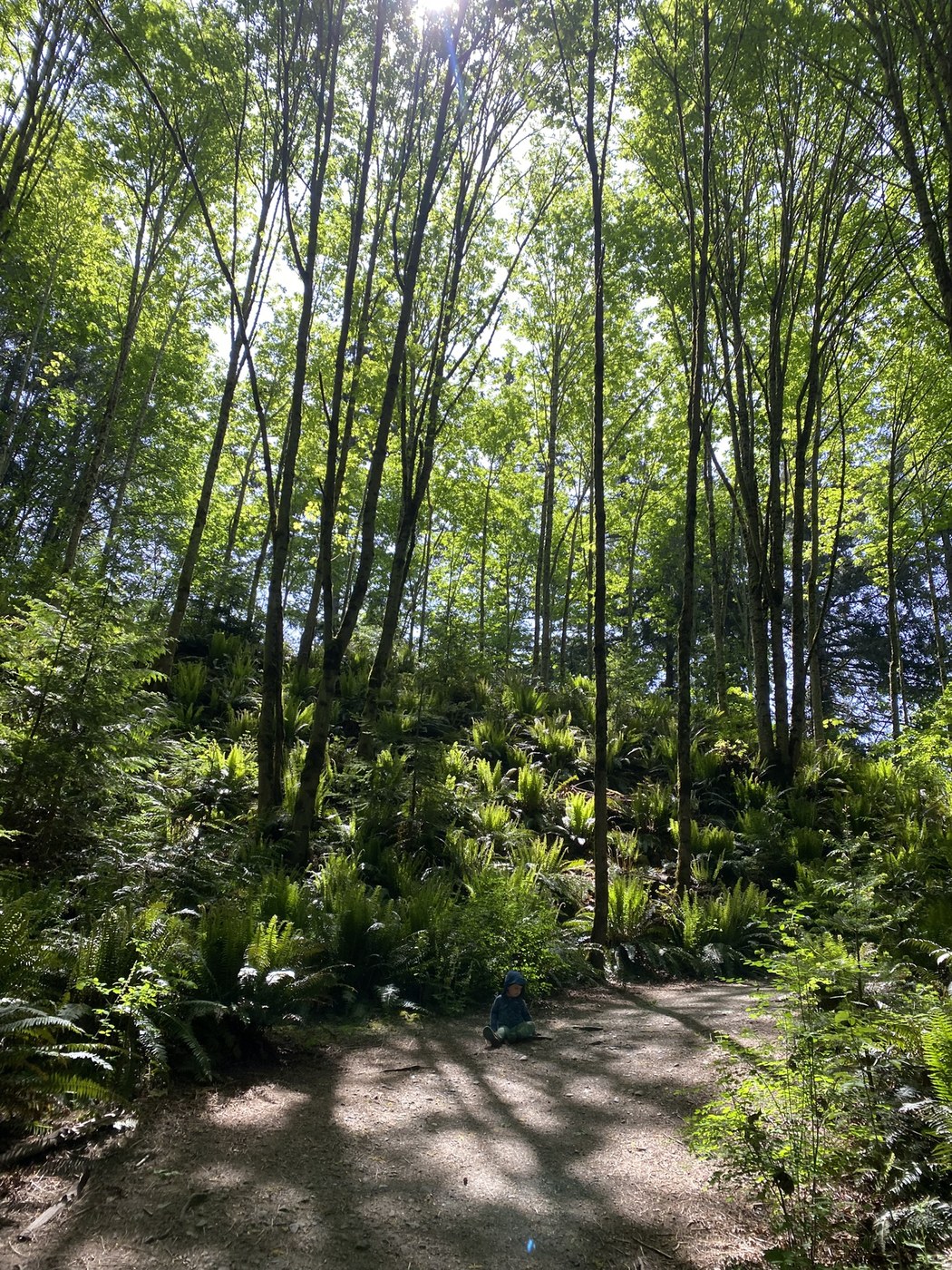 Llandover Woods Greenspace by warn9625