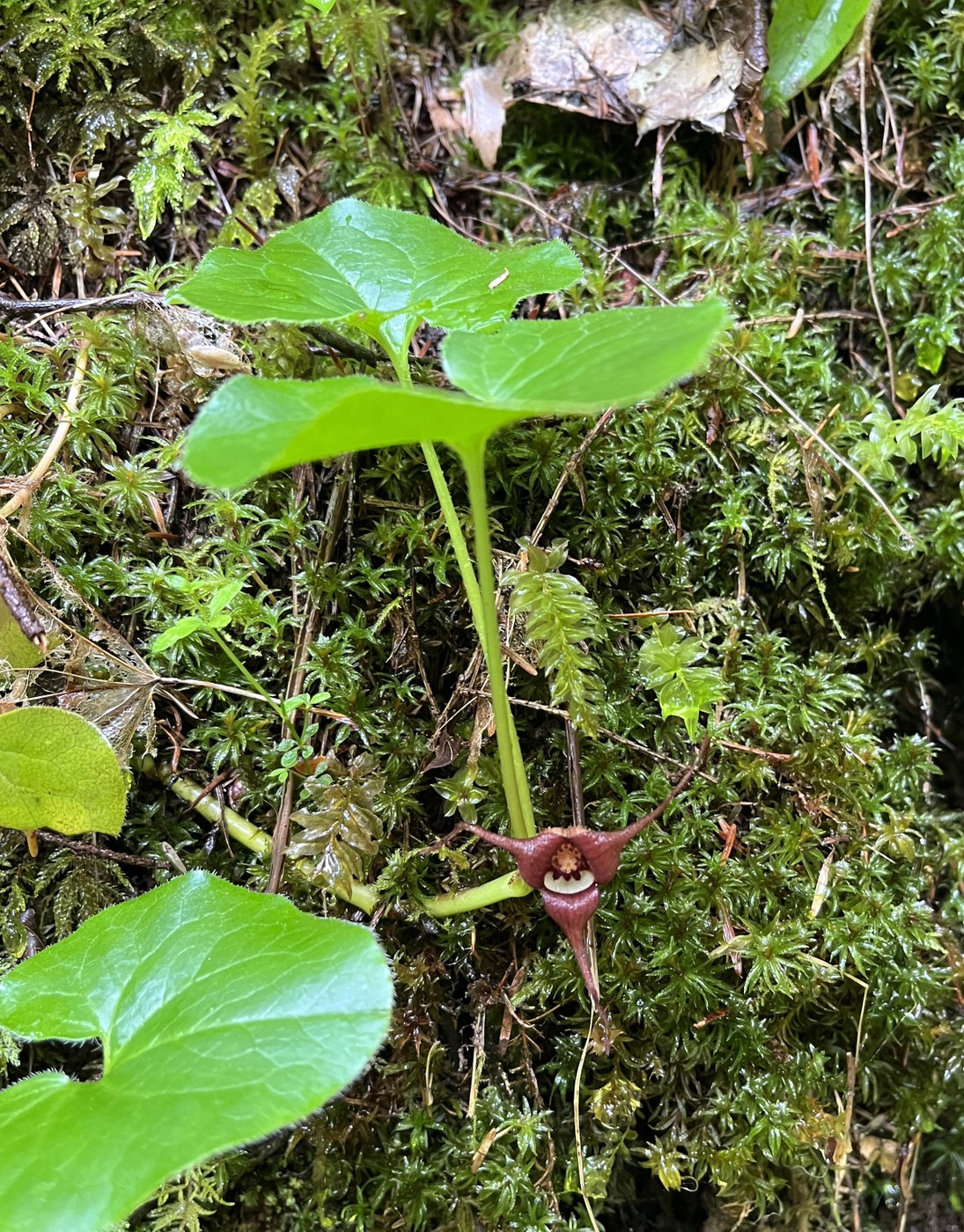 Wild Ginger