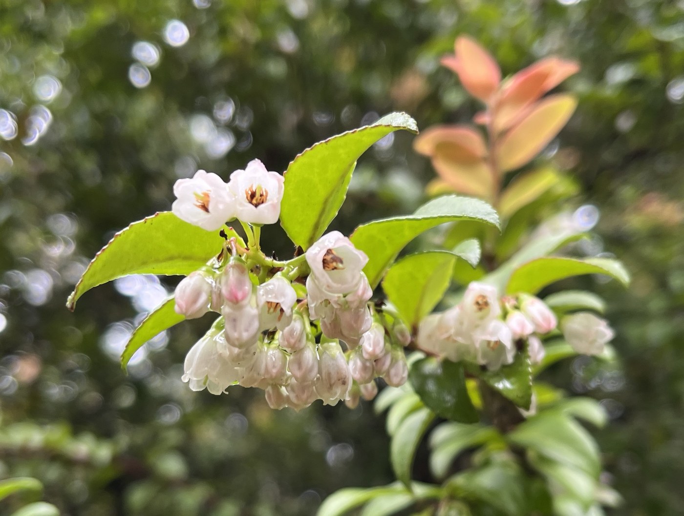 help with ID please ;-)