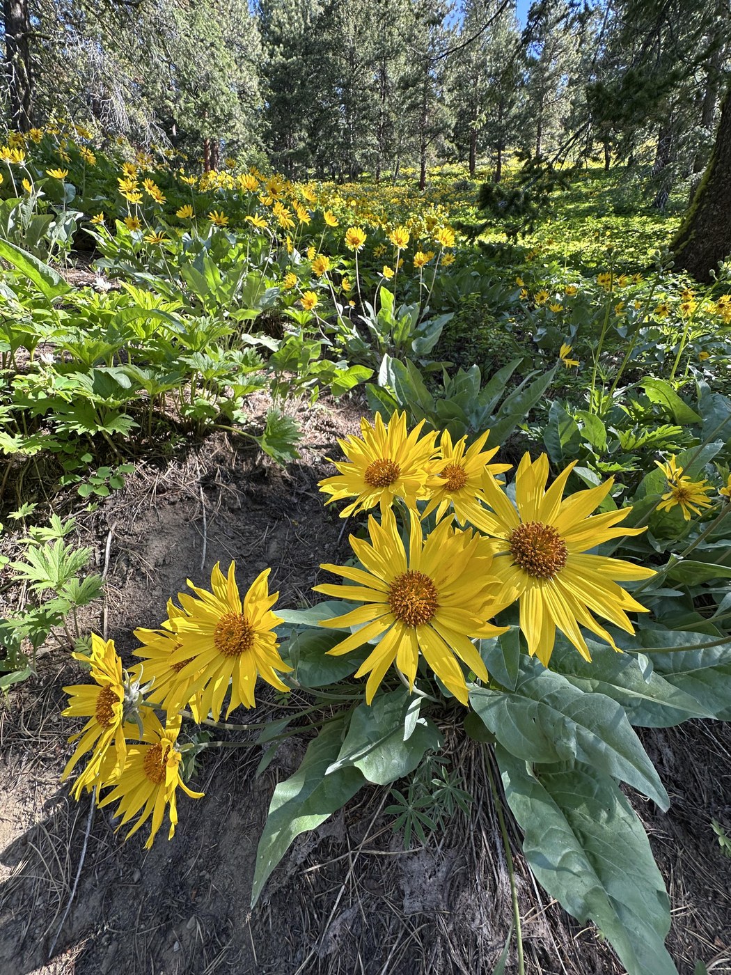 Flowers still blooming along the trail