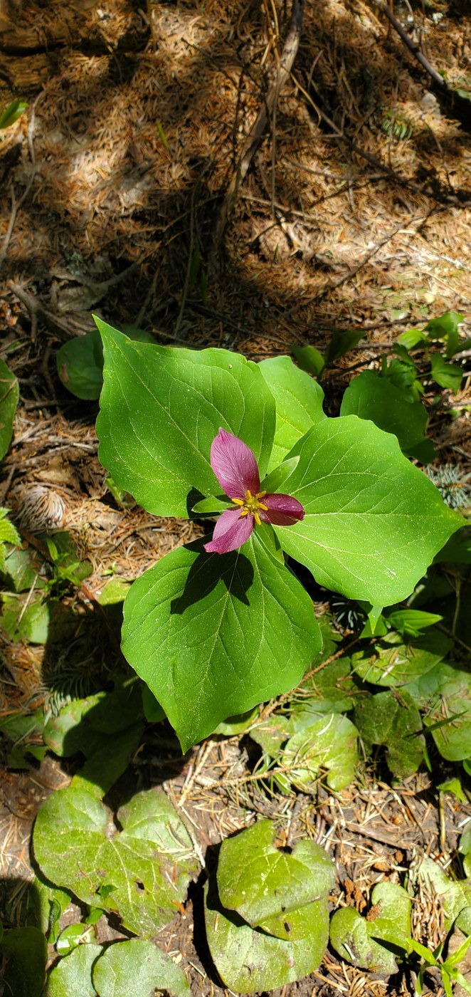 Trillium (Trillium Ovatum)