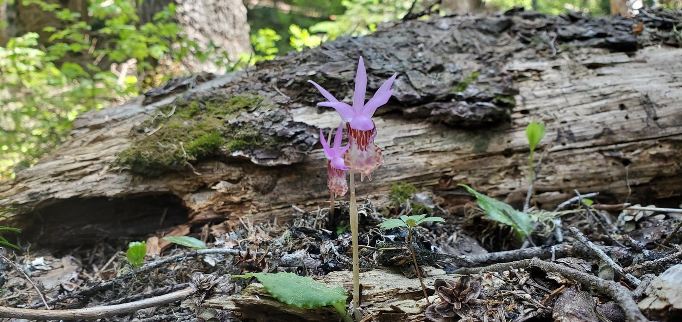 Fairyslipper (Calypso bulbosa)