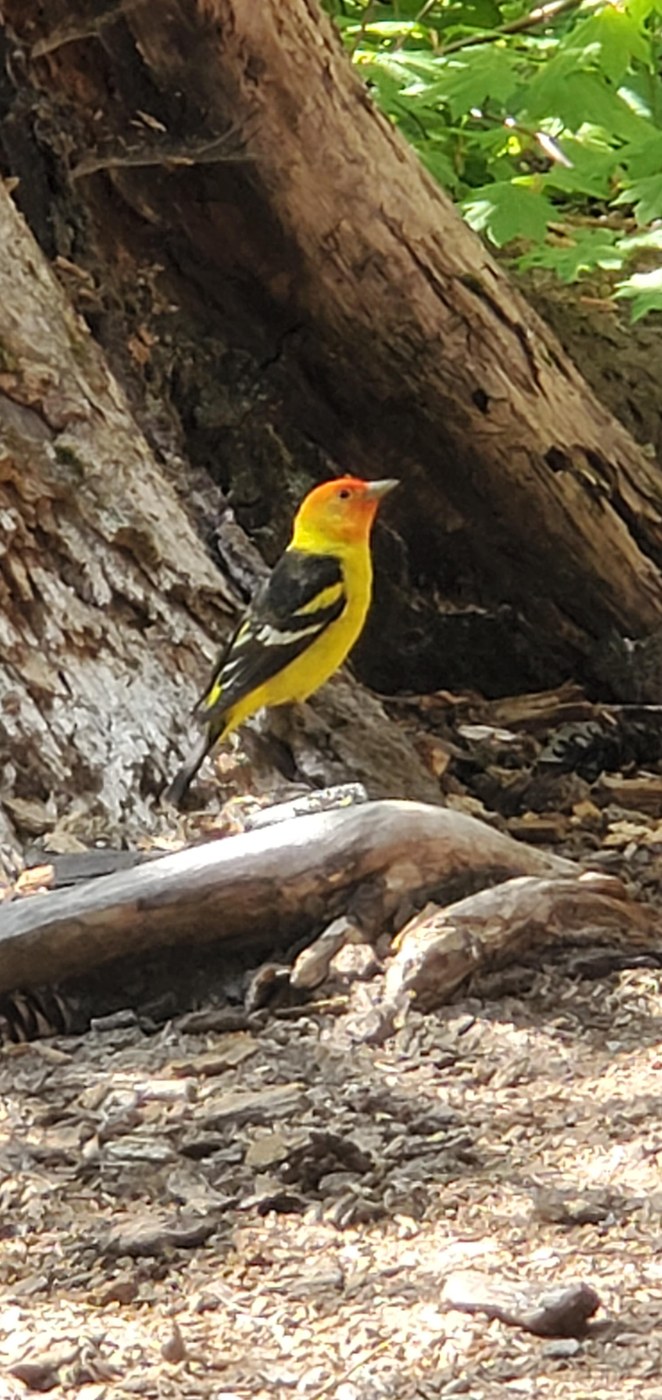 Western Tanager at campsite