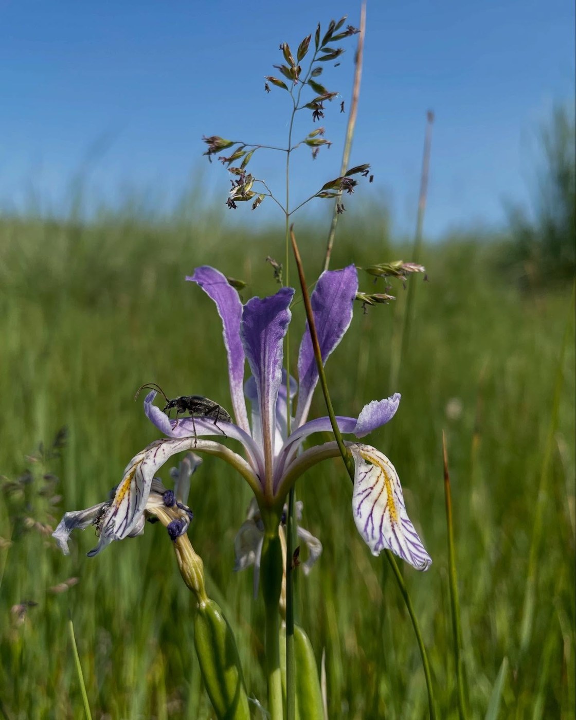 Wild iris, almost done blooming.