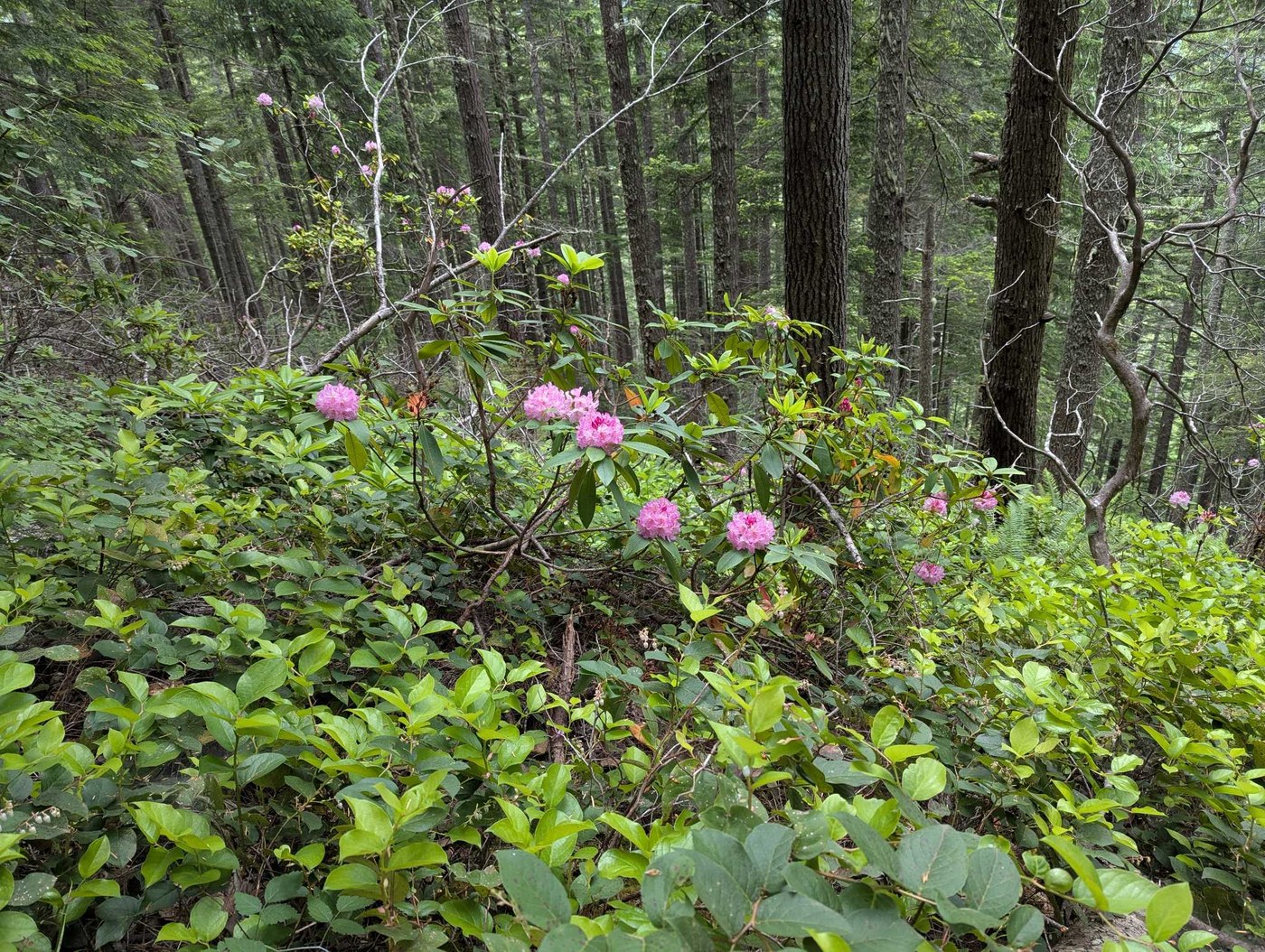 Mount Walker by kirbyourenthusiasm