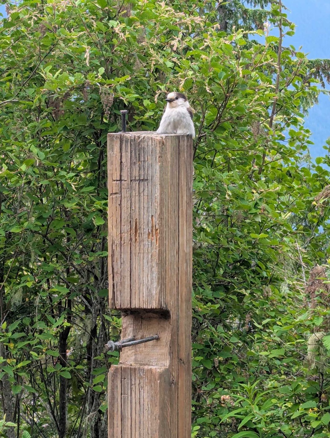 Mount Walker by kirbyourenthusiasm