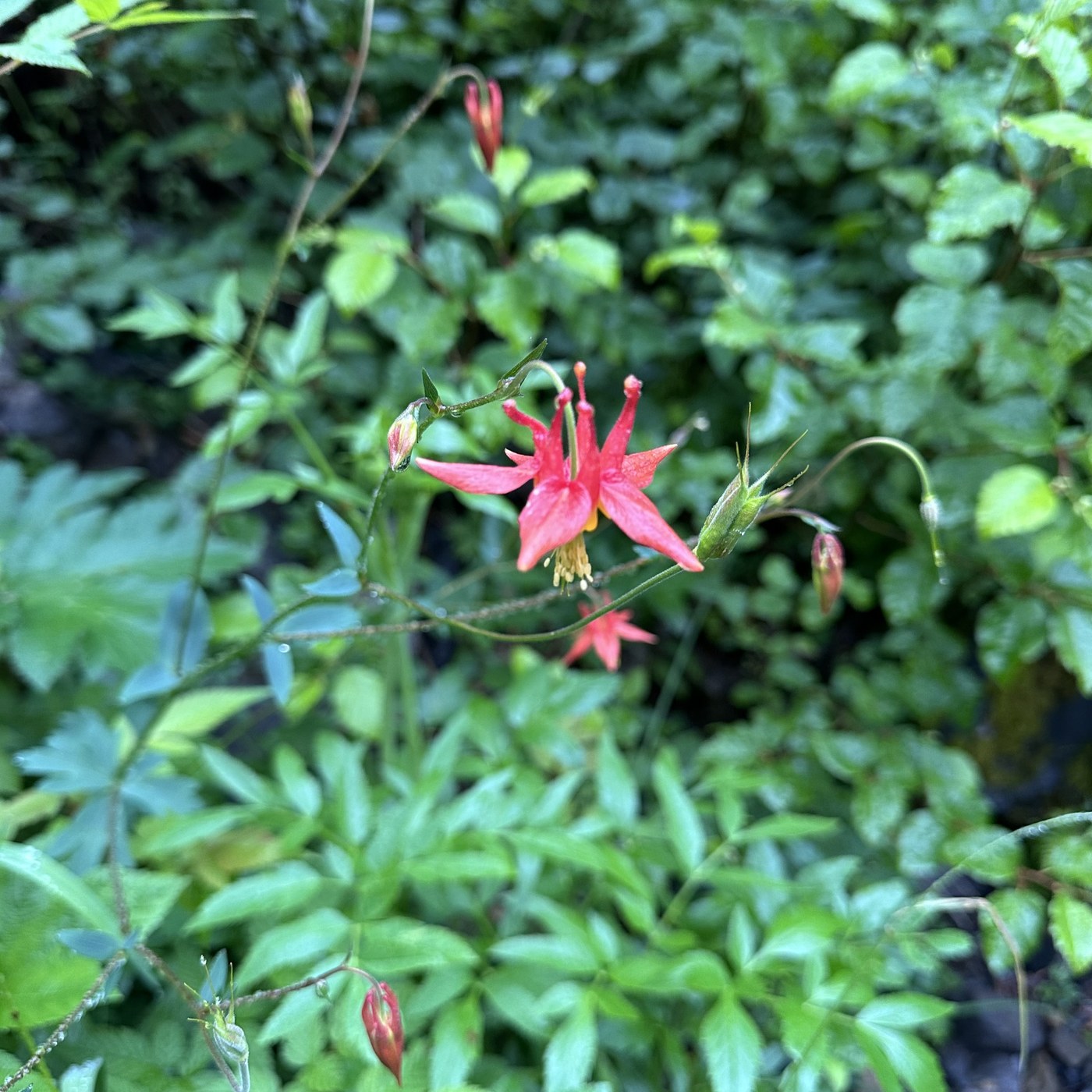 Wildflowers around the lake