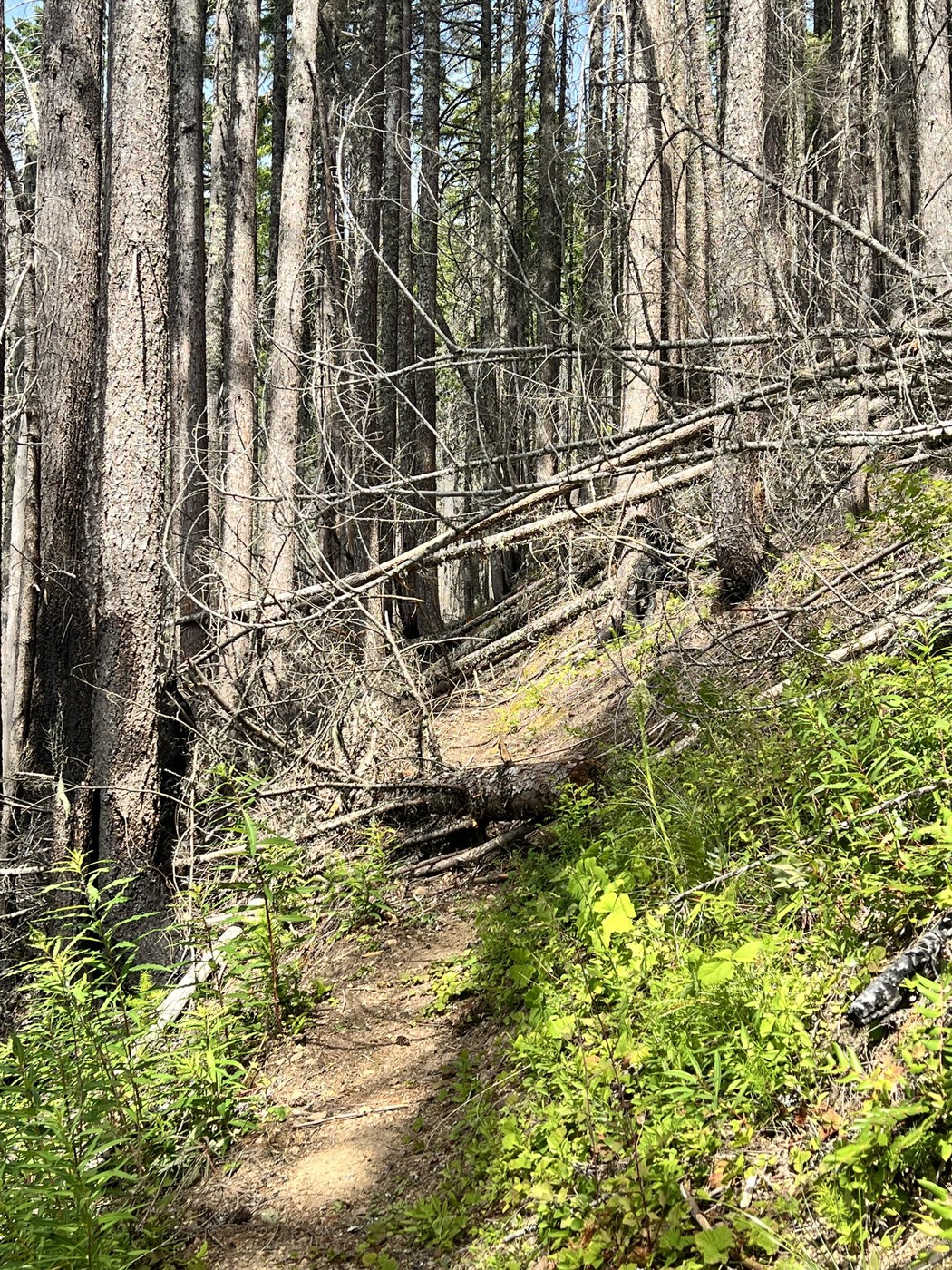 Some areas of trees down in the burned section on the Observarion Peak Trail but all passable with a dog that is about 45 lbs