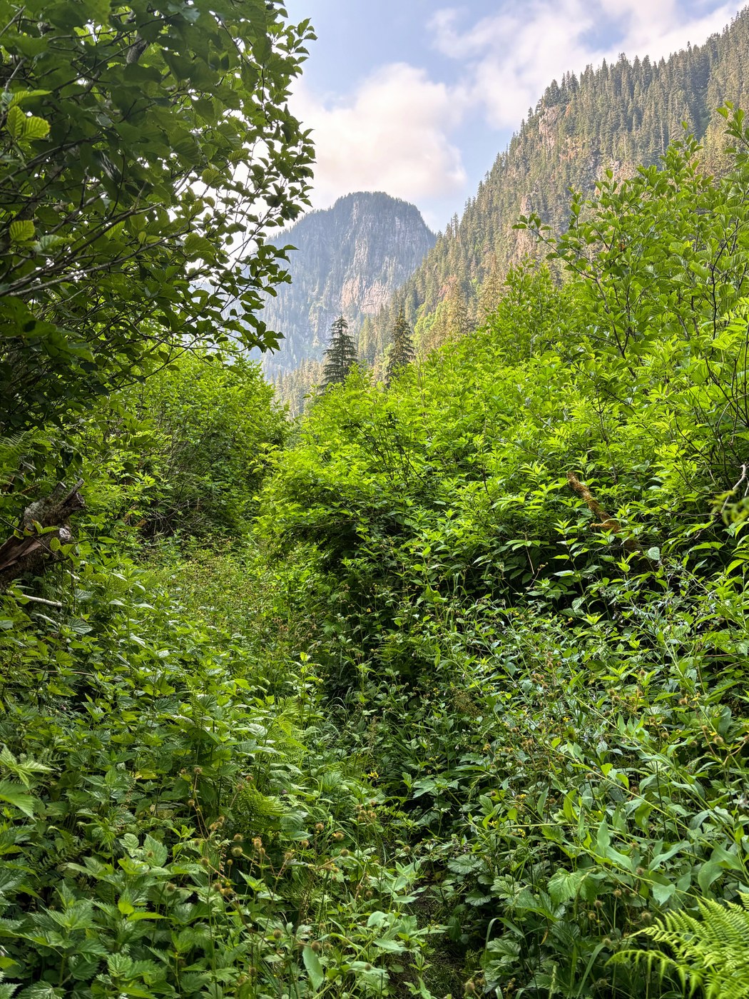 Typical stretch, miles 2-5. Clearer under trees, though.