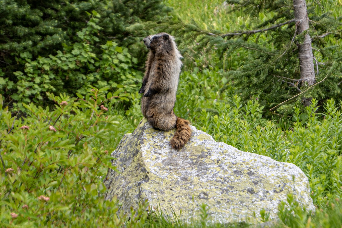 Marmot -- What's up?