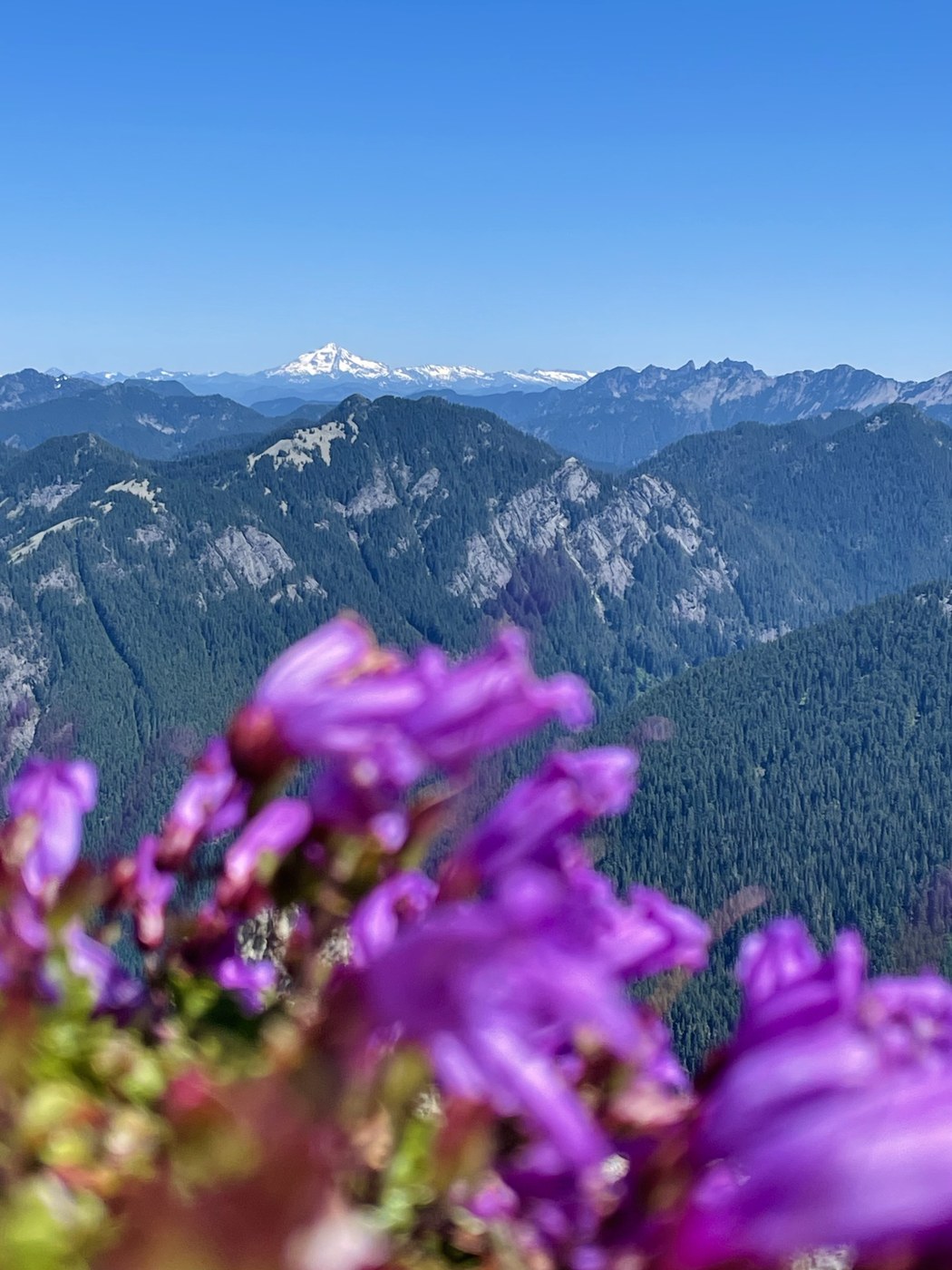 Glacier Peak & Summit Wildflowers