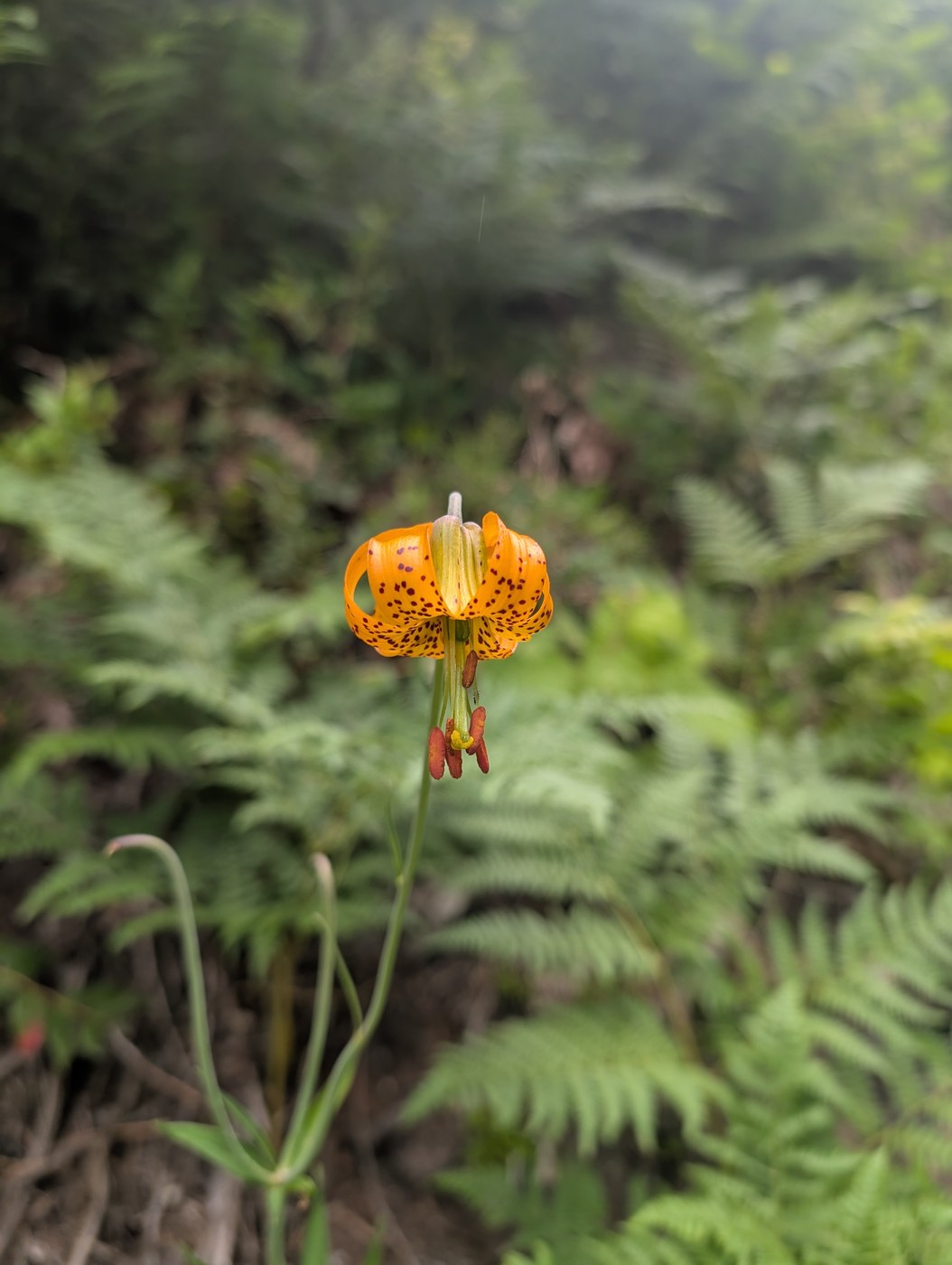 Native Lily