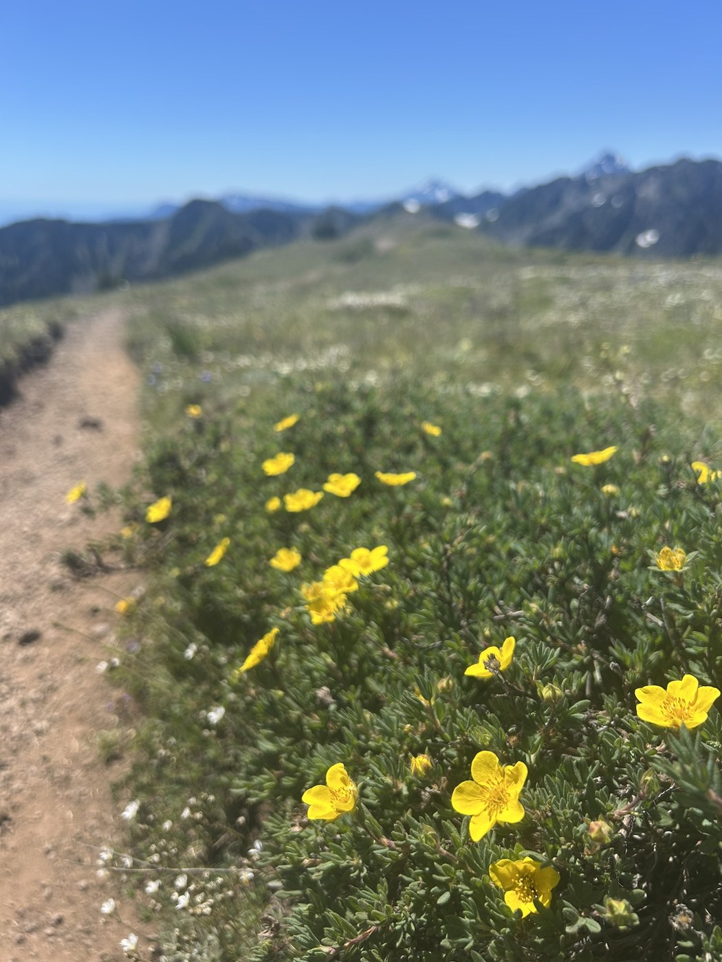 Mount Townsend by AnnieGholston